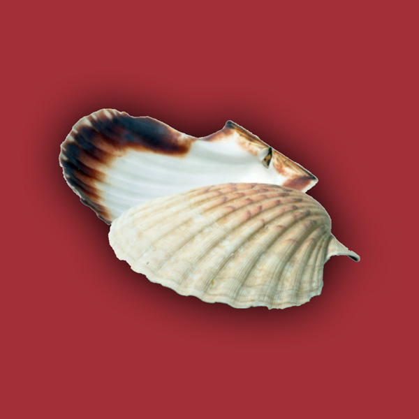 Coquilles